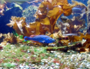 modrá žíhaná ryba