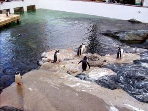 tučňáčí konference