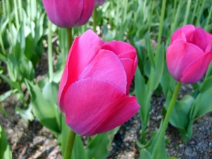 růžové tulipány
