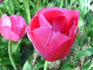 růžové tulipány podruhé