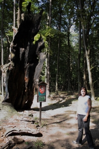 Nejstarší strom v Chřibech.