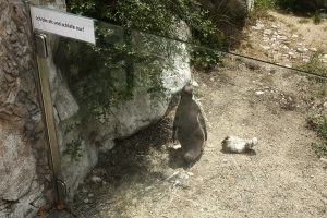 Vysloužilý tučňák