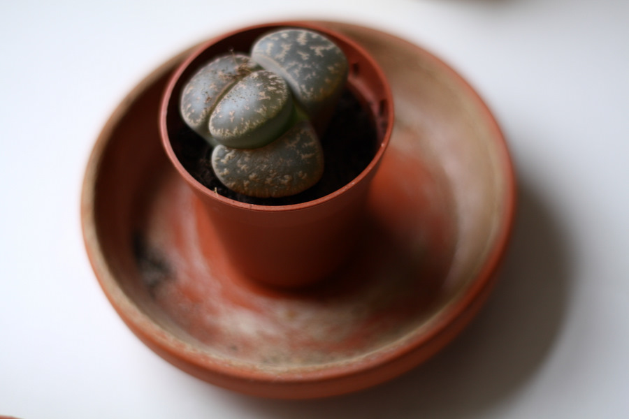 Lithops II.