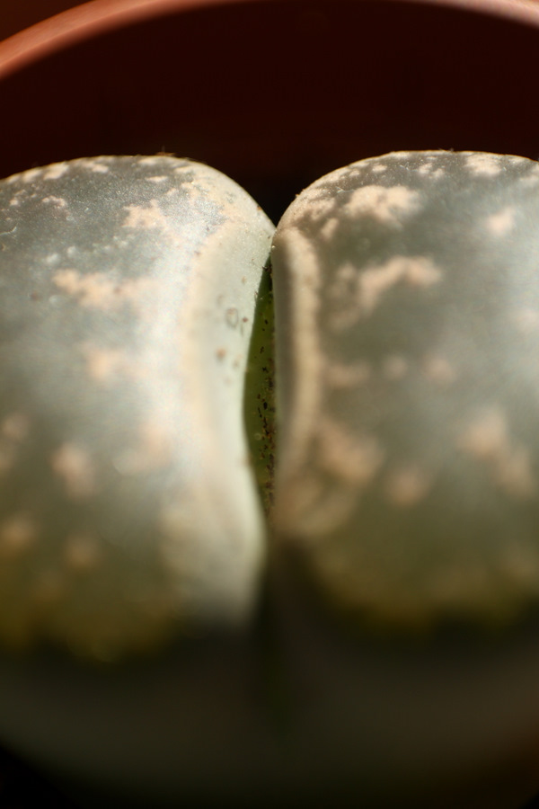 Lithops