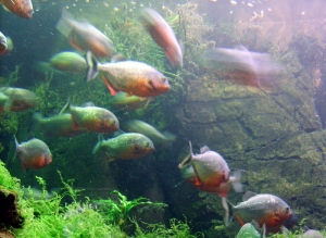 piraně