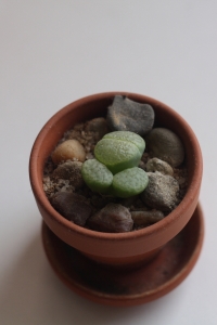 Lithops v lednu 2010