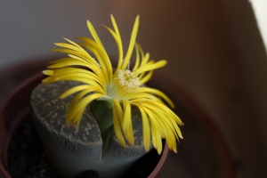 Lithops