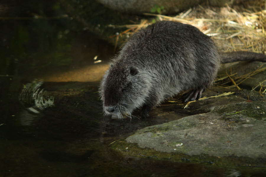 Zaměstnanec ZOO.